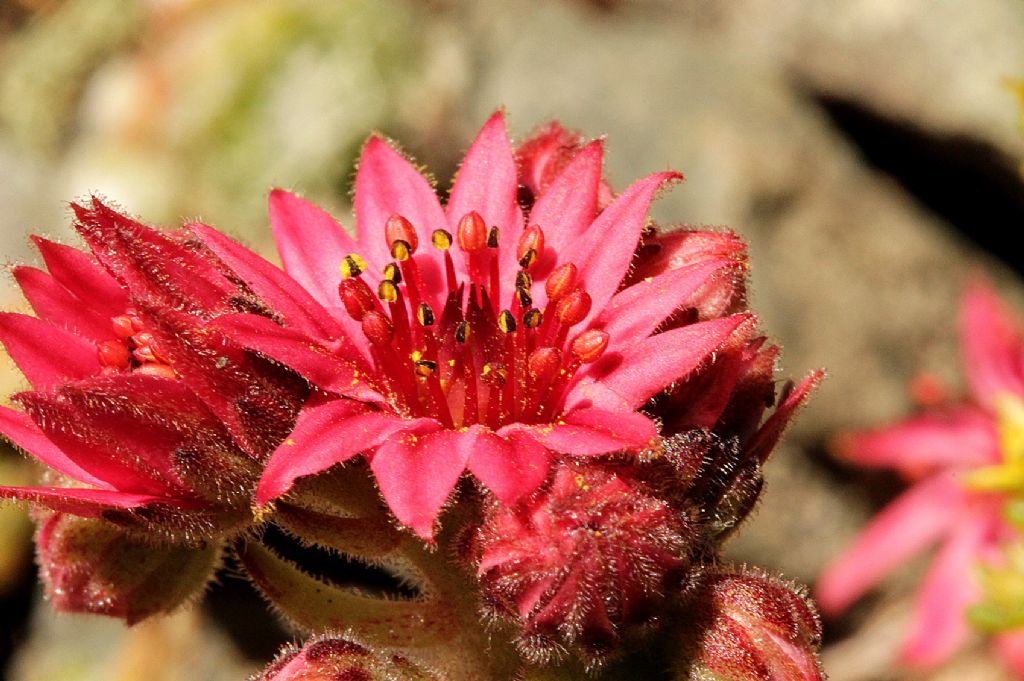 Sempervivum arachnoideum / Semprevivo ragnateloso